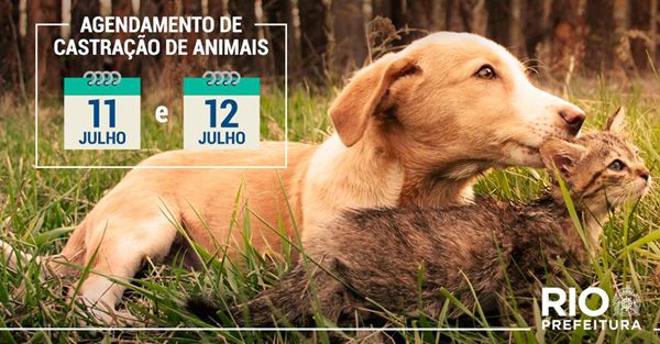 castracao-animais-prefeitura-foto