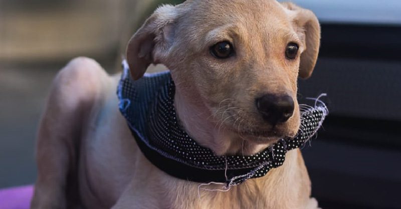 cachorro adocao